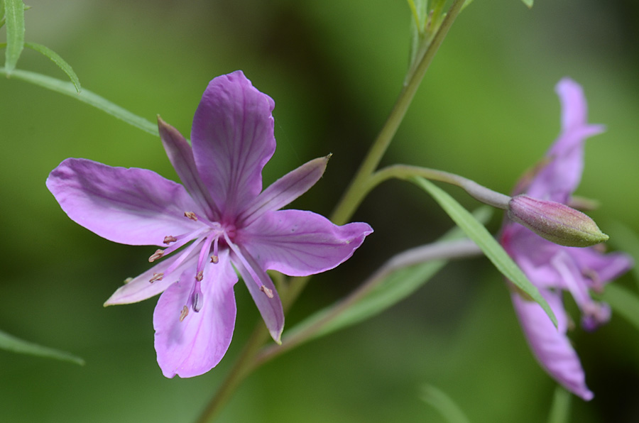 Chamaenerion dodonaei (ex Epilobium dodonaei) / Garofanino di Dodonaeus